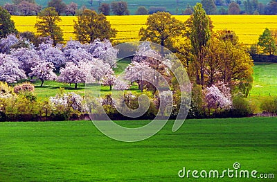 Spring scene with blooming trees and fields Stock Photo