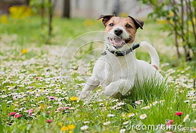 Spring scene with happy dog playing on flowers at fresh green grass lawn Stock Photo