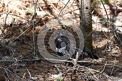 Spring scene of a Spruce Grouse or Canada Grouse bird Stock Photo