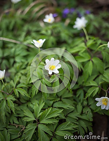 Spring Scene - Wood Anemone Forest Bed. Springtime Stock Photo