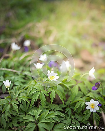 Spring Scene - Wood Anemone Forest Bed. Springtime Stock Photo