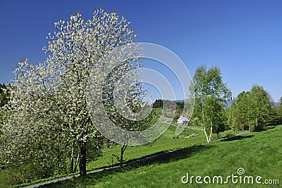 Spring Scenery Stock Photo