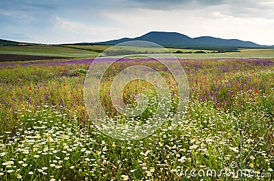 Spring scenery with wild flowers Stock Photo