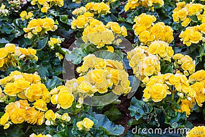 Spring scenes of yellow begonia blooming flowers Stock Photo