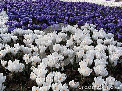 Spring sea of flowers - crocuses Stock Photo