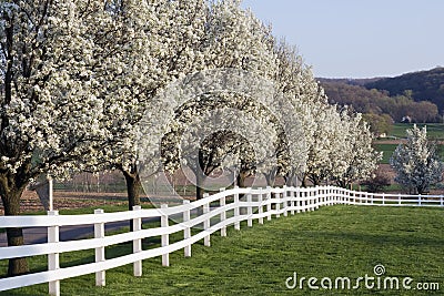 Spring Season Bloom Stock Photo