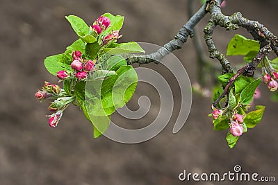 Apple blossom bud flower twig tree brunch Stock Photo