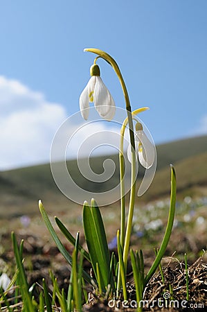 Spring snow-drops Stock Photo