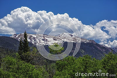 Spring Snow and Green Aspens Stock Photo