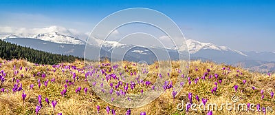 Spring snow melt and in the Carpathian valleys grow beautiful alpine flowers crocuses, they are also Geyfelya, primroses, mountain Stock Photo