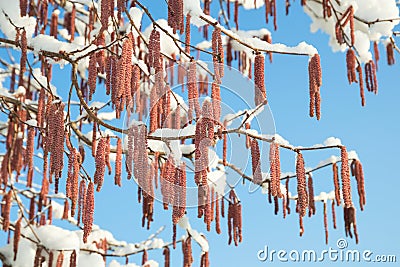 Spring snow melting on alder or birch catkins buds Stock Photo