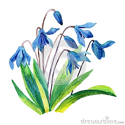 Spring snowdrop flower. Stock Photo