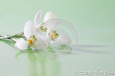 Spring snowdrop flower. Stock Photo