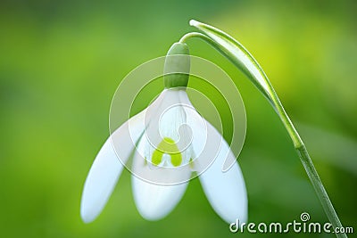 Spring Snowdrop flower Stock Photo