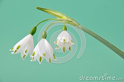 leucojum vernum Stock Photo