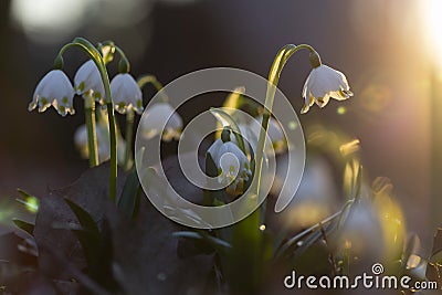 Spring snowflake Leucojum vernum blooming under the warm sunrays, with beautiful forest background and soft focus highlights. Cartoon Illustration