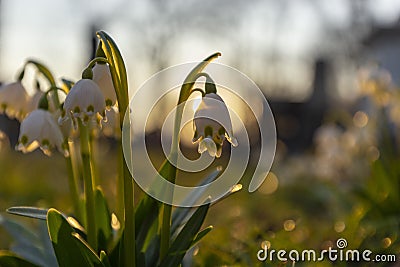 Spring snowflake Leucojum vernum blooming under the warm sunrays, with beautiful forest background and soft focus highlights. Cartoon Illustration