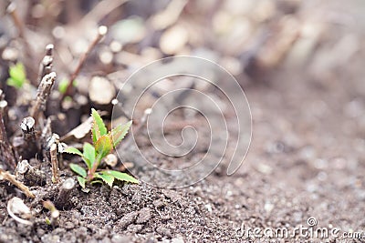 Spring sprout of a bush among the gray soil Stock Photo