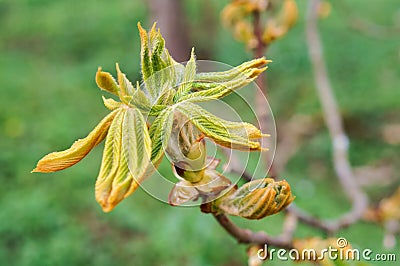 Spring sprout of chestnut, young sprout of chestnut leaves Stock Photo