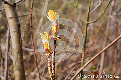 Spring sprout of chestnut, young sprout of chestnut leaves Stock Photo