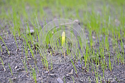 Spring sprout of grass Stock Photo