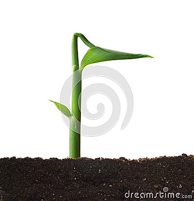 Spring sprout. Stock Photo