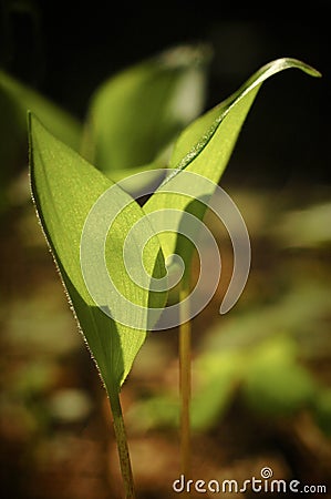 Spring sprout of plant Stock Photo