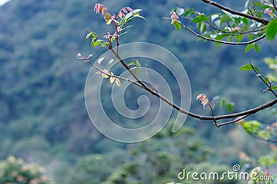 Spring Sprout Editorial Stock Photo