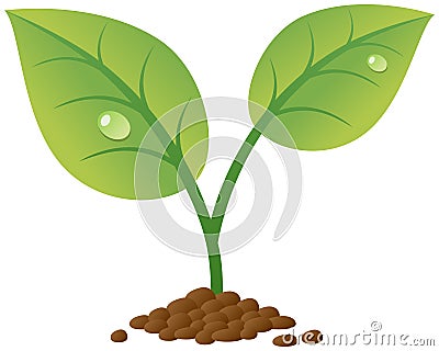 Spring Sprout with Water Drops Vector Illustration