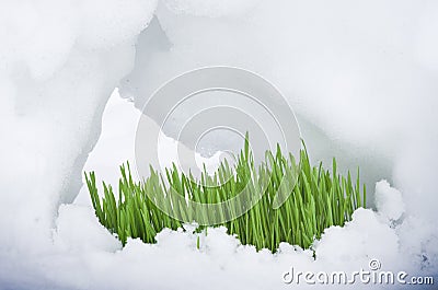 Spring sprout Stock Photo