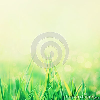 Spring or summer abstract nature background Stock Photo