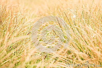 Spring or summer abstract nature background with grass in the meadow and blue sky in the back Stock Photo