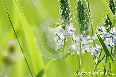 Spring or summer abstract nature background Stock Photo