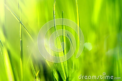 Spring and summer abstract nature background with grass and sun Stock Photo