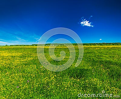 Spring summer background - blooming field meadow Stock Photo