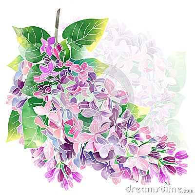 Lilac Stock Photo