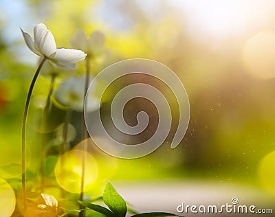 Spring or summer nature floral background with white flowers in sunset light Stock Photo