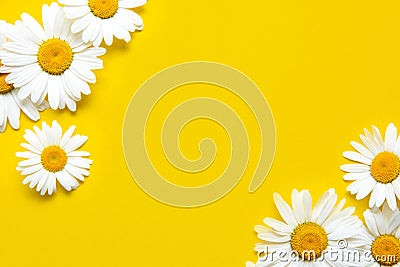 Spring summer pattern chamomile on yellow background Stock Photo