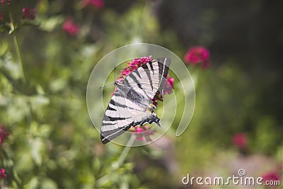 Butterfly wings on of Alyssum flowers Stock Photo