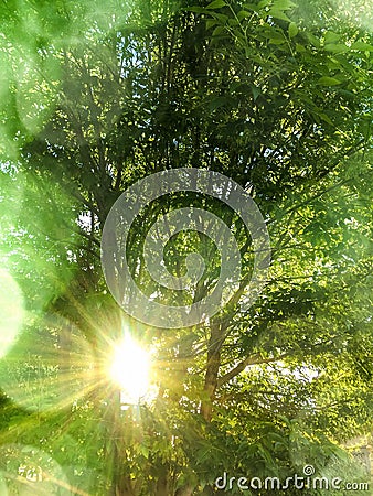 Spring summer nature background with glowing sun rays, trees, green leaves and sunlight bokeh Stock Photo