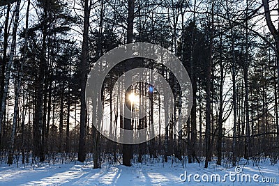 The spring sun shines through the trunks of the trees in the park Stock Photo
