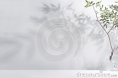 Spring sunlight in green branch of tree with shadow on white wall, floor, copy space. Stock Photo