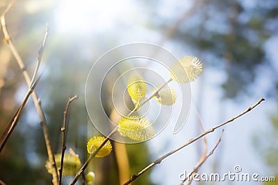 Spring sunny blurry rays forest background with a willow twig Stock Photo