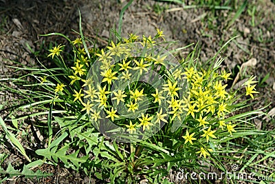 Gagea flowers Stock Photo