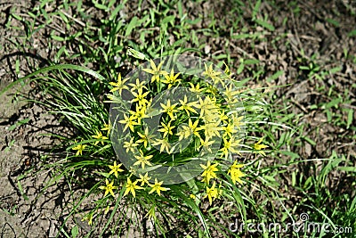 Gagea flowers Stock Photo