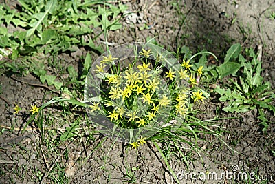 Gagea flowers Stock Photo