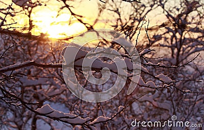 Spring sunset light across the trees, snow on forest branches. Seasonal nature beauty,landscape. Sun in sky warm colors Stock Photo
