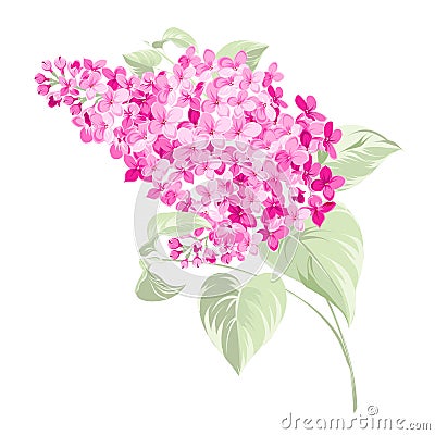 Spring syringa flowers background Vector Illustration