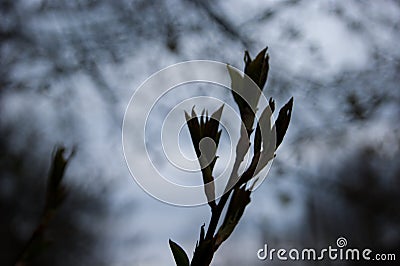 Spring. Thin bare tree branches with new fresh young opening leaves against the sky Stock Photo