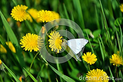 Spring time Stock Photo